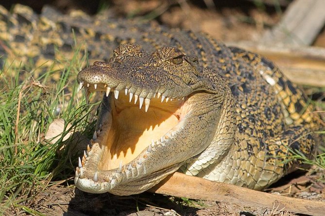 1 Day Corroboree Billabong Wetland Experience including 2.5 hour cruise + lunch - Leaving Darwin for the Mary River Wetlands