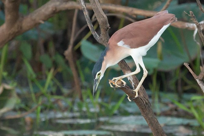 1 Day Corroboree Billabong Wetland Experience including 2.5 hour cruise + lunch - The 2.5-hour Corroboree Billabong cruise