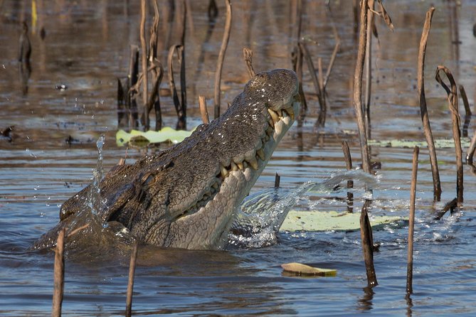 1 Day Corroboree Billabong Wetland Experience including 2.5 hour cruise + lunch - What the guides add to the day