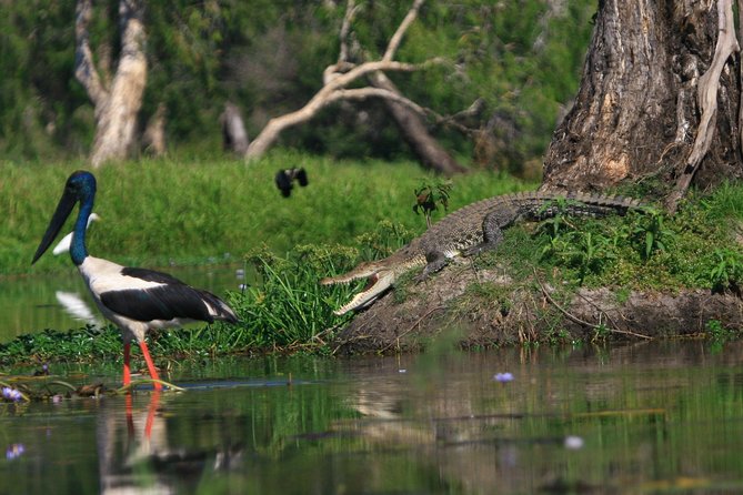 1 Day Corroboree Billabong Wetland Experience including 2.5 hour cruise + lunch - Is $168.55 a fair price?