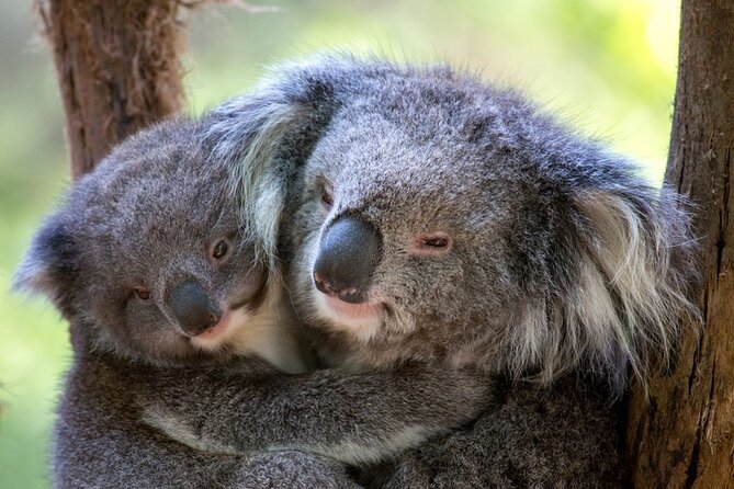 1 day Puffing Billy Steam Train and Wildlife Tour from Melbourne - Why this Melbourne day trip works