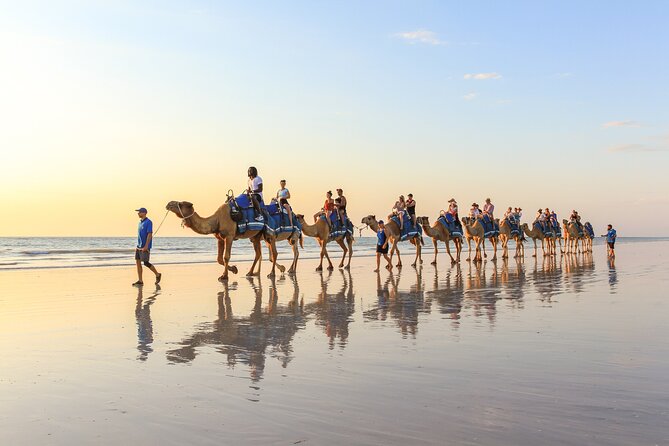 1 Hour Broome Sunset Camel Tour - What you learn about Australian camels