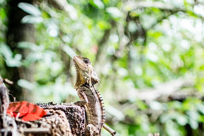 1-Hour Daintree River wildlife cruise - Why this short Daintree cruise works so well