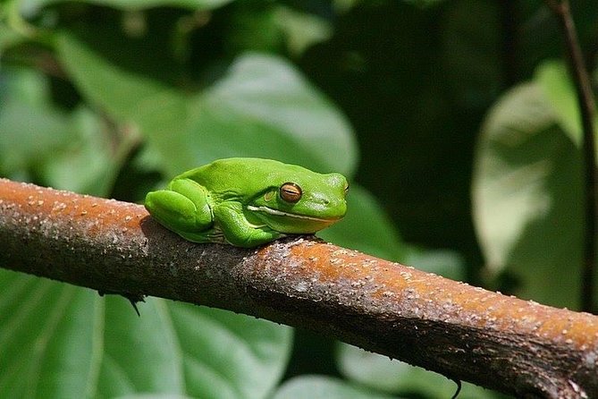 1-Hour Daintree River wildlife cruise - Guides who add humor and local detail