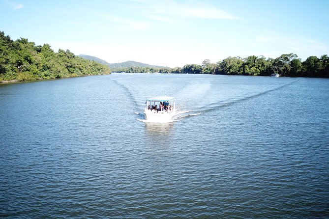 1-Hour Daintree River wildlife cruise - What you might see, and what you might miss