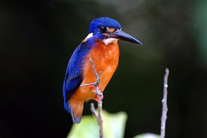 1-Hour Daintree River wildlife cruise - Practical details that matter on the day
