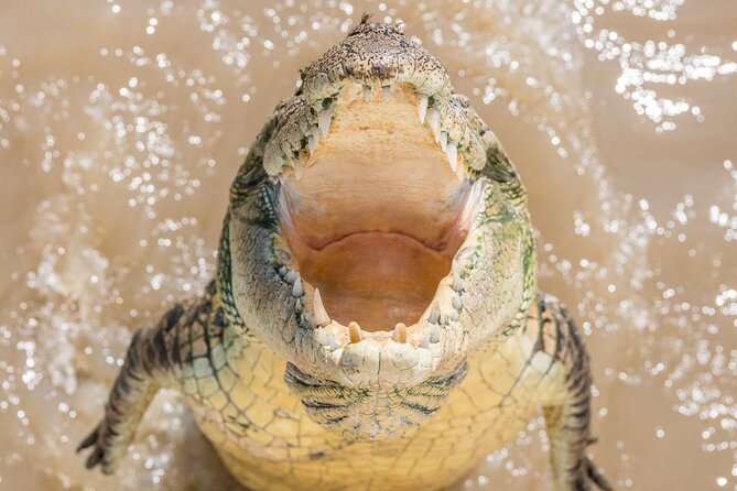 1 Hour Jumping Crocodile Cruise on the Adelaide River - Who will enjoy this most?