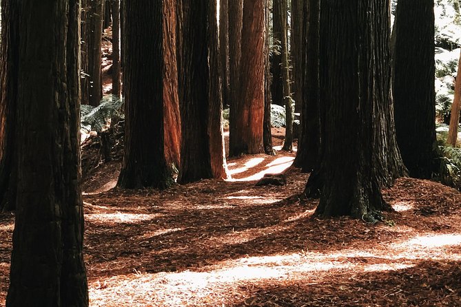 12 Apostles, Otways & Great Ocean Road Day Tour - Small Group - Californian Redwoods in the Great Otway National Park