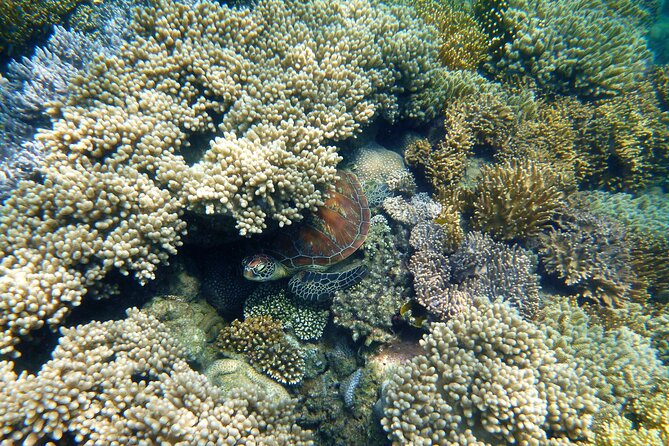 2 1/4 hr Low Isles Reef Sprinter Snorkeling Tour-No Island Access - Coral, turtles, and the limits of the site