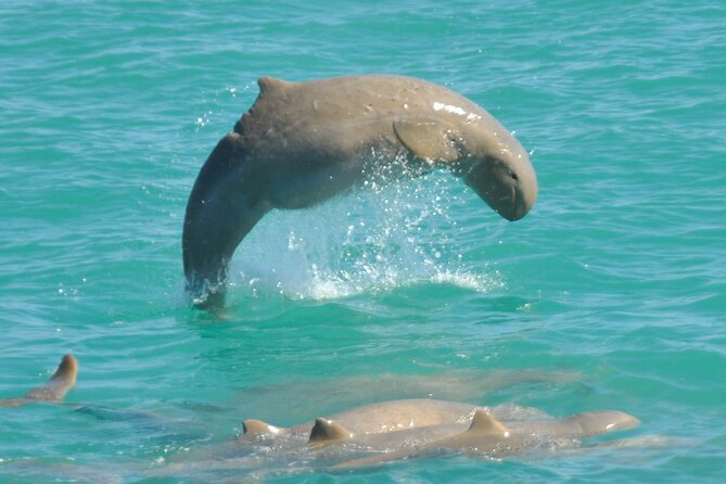 3.5 Hour Broome Sunset Cruise - Key points to know before booking