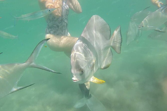 4H Snorkeling and Fishing Cruise on Magnetic Island - Radical Bay: a scenic first look at the coast