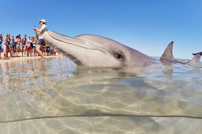 7-Day Exmouth Explorer via Pinnacles Monkey Mia Ningaloo Reef returning to Perth - Why this seven-day route works