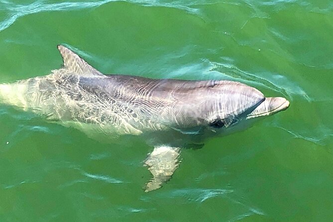 90 Minute Port River Dolphin & Ships Graveyard Cruise - Is $63.12 a fair price?