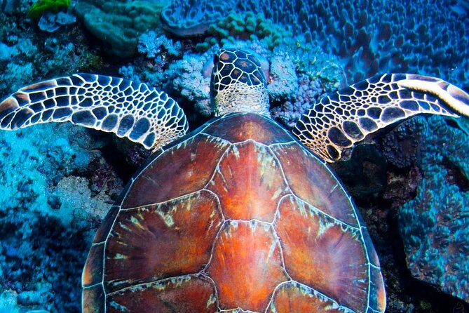 ABC Reef Safaris - Key reasons to consider ABC Reef Safaris
