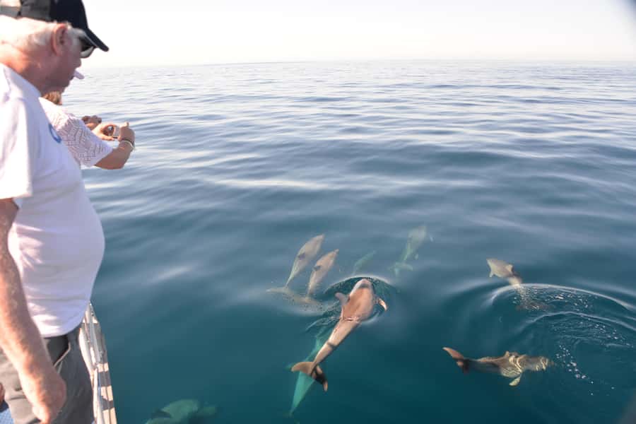 Adelaide: 4-Hour Guaranteed Wild Dolphin Watching Cruise - Key points at a glance