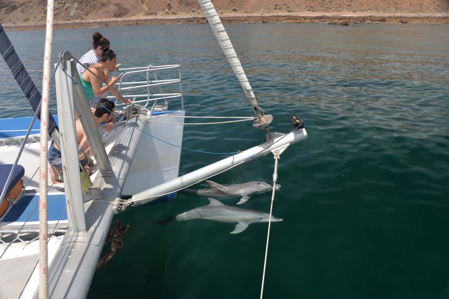Adelaide: 4-Hour Guaranteed Wild Dolphin Watching Cruise - Who should book this cruise?