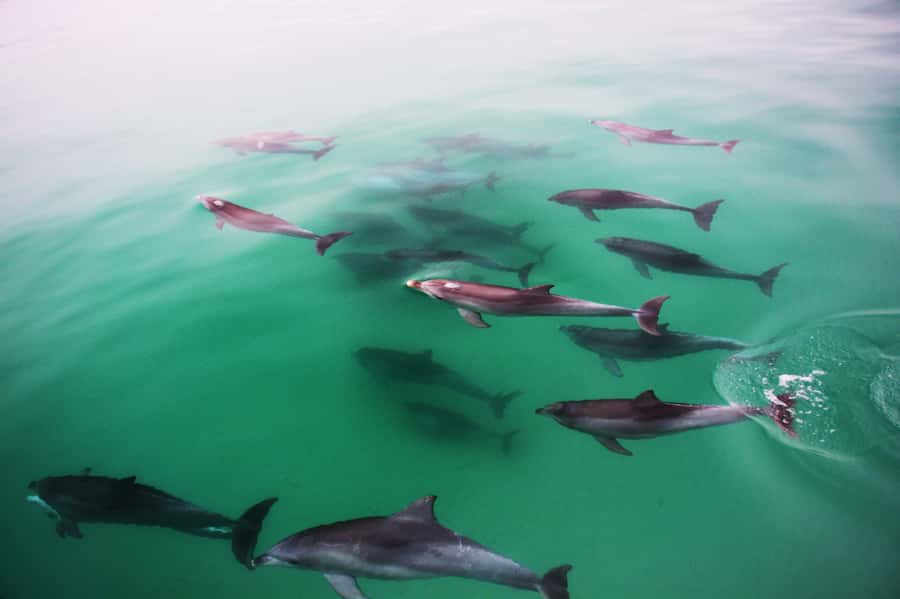 Adelaide: 4-Hour Guaranteed Wild Dolphin Watching Cruise - Leaving from Marina Pier in Glenelg