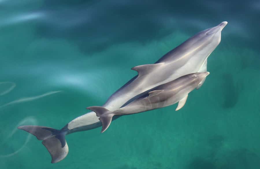 Adelaide: 4-Hour Guaranteed Wild Dolphin Watching Cruise - Watching dolphins under the bow