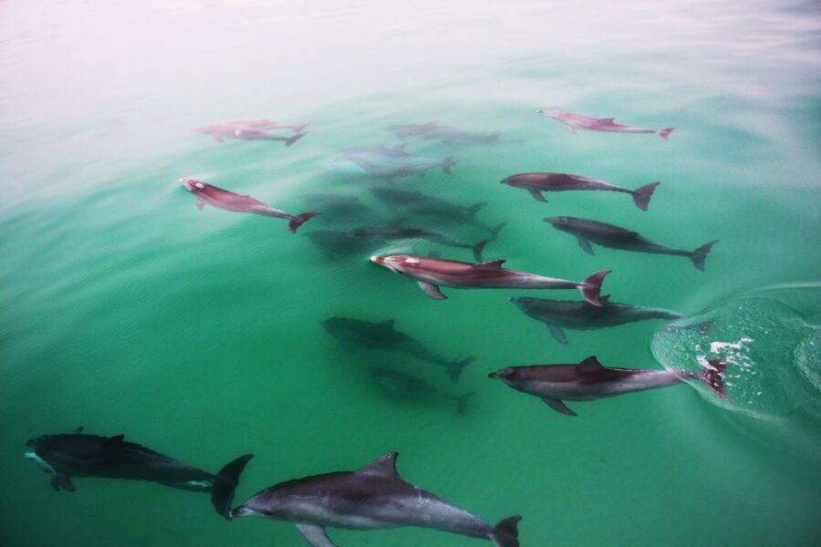 Adelaide: 4-Hour Guaranteed Wild Dolphin Watching Cruise - Commentary from a crew that knows the local animals