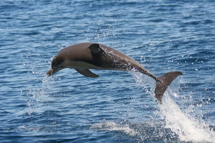 Adelaide: 4-Hour Guaranteed Wild Dolphin Watching Cruise - Watching only, or choosing the swimming option