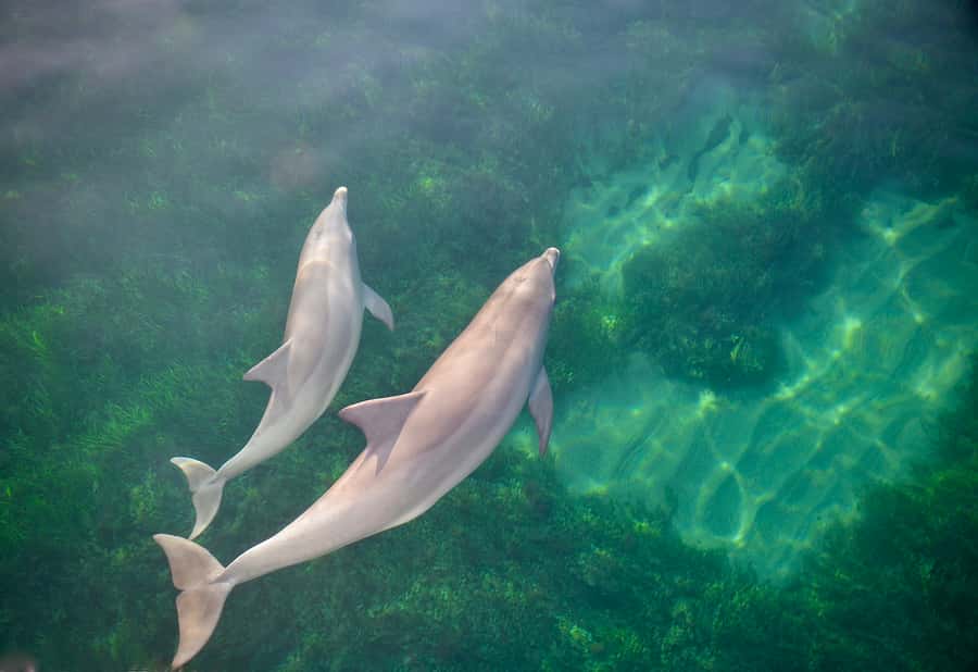 Adelaide: 4-Hour Guaranteed Wild Dolphin Watching Cruise - Weather, comfort, and what to pack