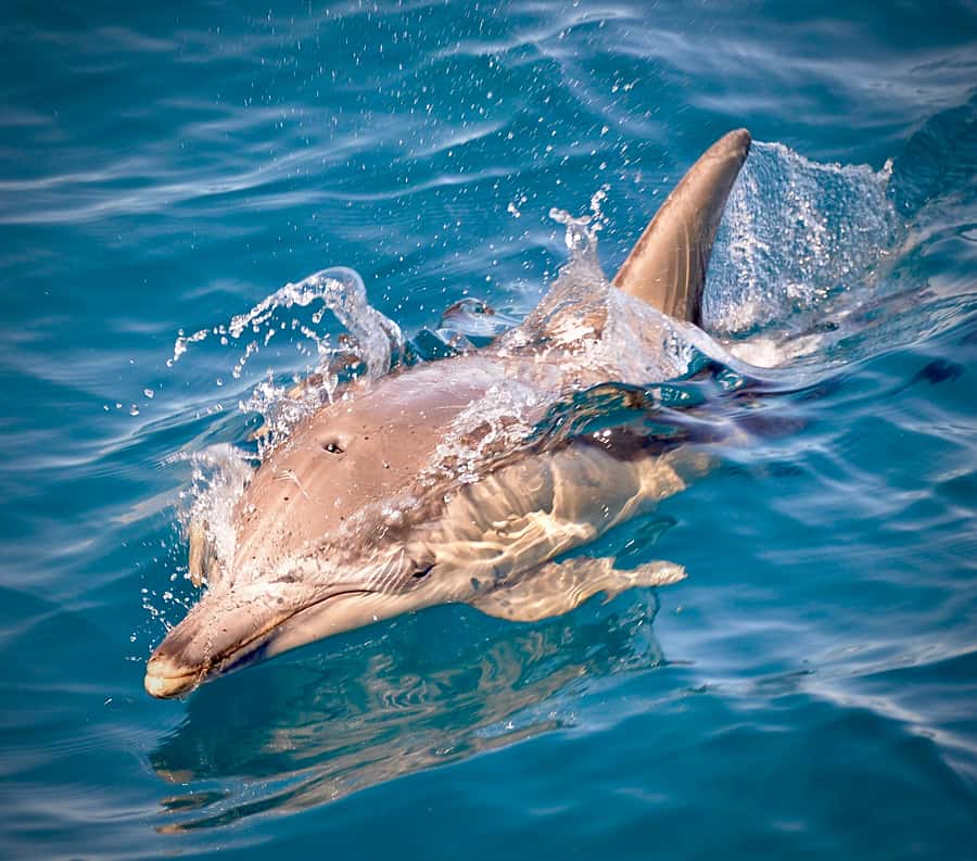 Adelaide: 4-Hour Guaranteed Wild Dolphin Watching Cruise - Is $63 good value for three and a half hours?