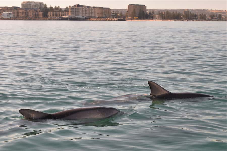 Adelaide: 4-Hour Guaranteed Wild Dolphin Watching Cruise - Planning the rest of your Glenelg day