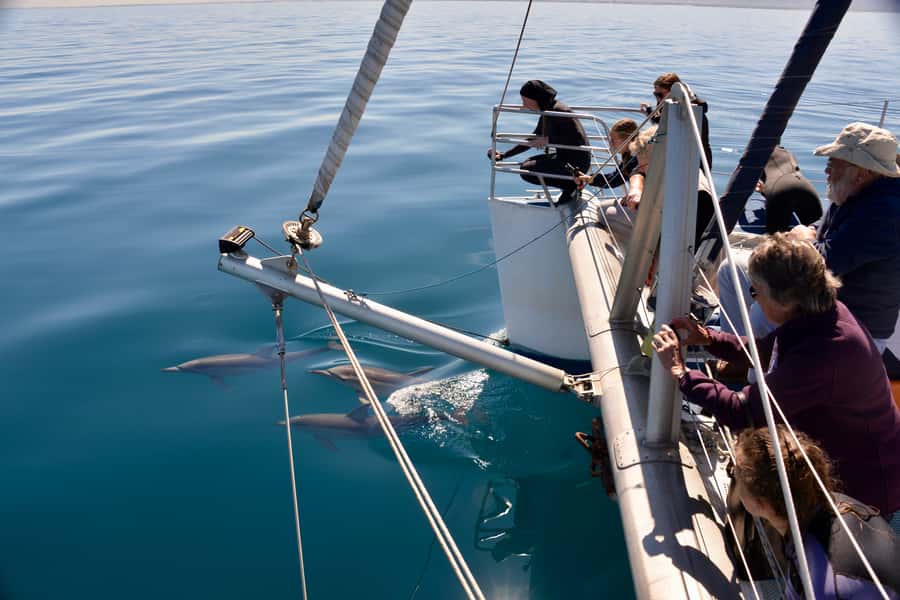 Adelaide: 4-Hour Guaranteed Wild Dolphin Watching Cruise - The first search across Adelaide’s gulf waters