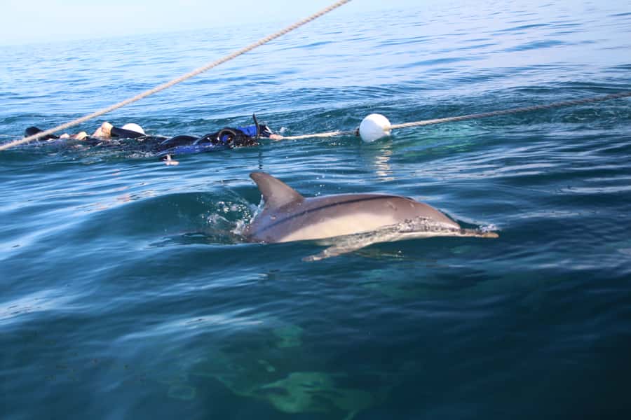 Adelaide: 4-Hour Swimming with Dolphins Experience - Practical tips for a better day