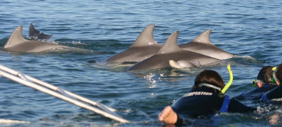 Adelaide: 4-Hour Swimming with Dolphins Experience - Meeting Temptation at Glenelg Marina