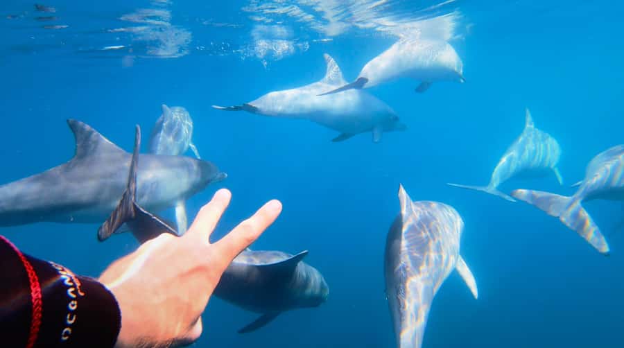 Adelaide: 4-Hour Swimming with Dolphins Experience - Finding pods in their natural home