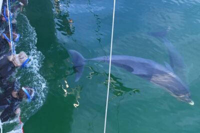 4-Hour Swimming with Dolphins Experience