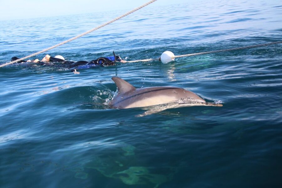 Adelaide: 4-Hour Swimming with Dolphins Experience - How the water time really works