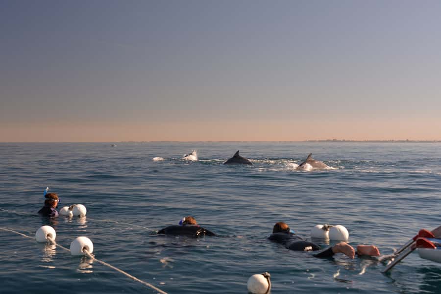 Adelaide: 4-Hour Swimming with Dolphins Experience - How much time you actually get