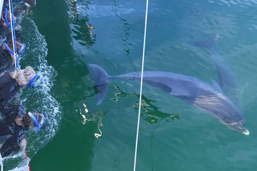 Adelaide: 4-Hour Swimming with Dolphins Experience - The coastal cruise before the dolphins