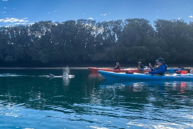 Adelaide Dolphin Sanctuary and Ships Graveyard Kayak Tour - From Adelaide to Garden Island