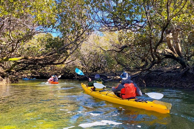 Adelaide Dolphin Sanctuary and Ships Graveyard Kayak Tour - The mangroves are the quiet highlight