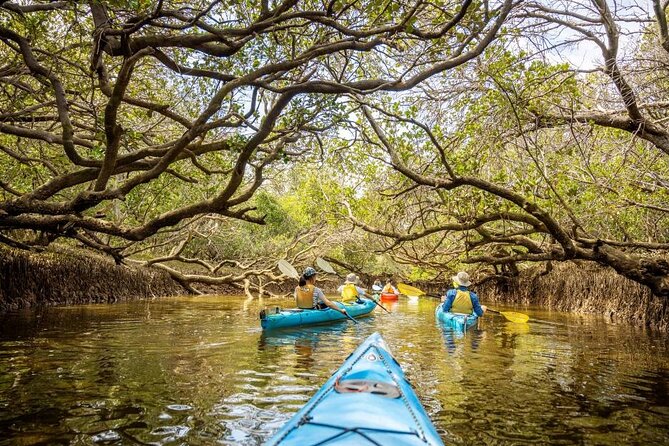 Adelaide Dolphin Sanctuary and Ships Graveyard Kayak Tour - What to bring and who should book