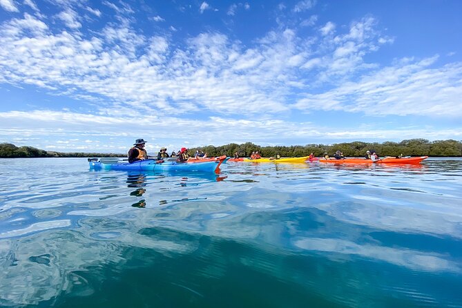 Adelaide Dolphin Sanctuary and Ships Graveyard Kayak Tour - Learning the basics before setting out