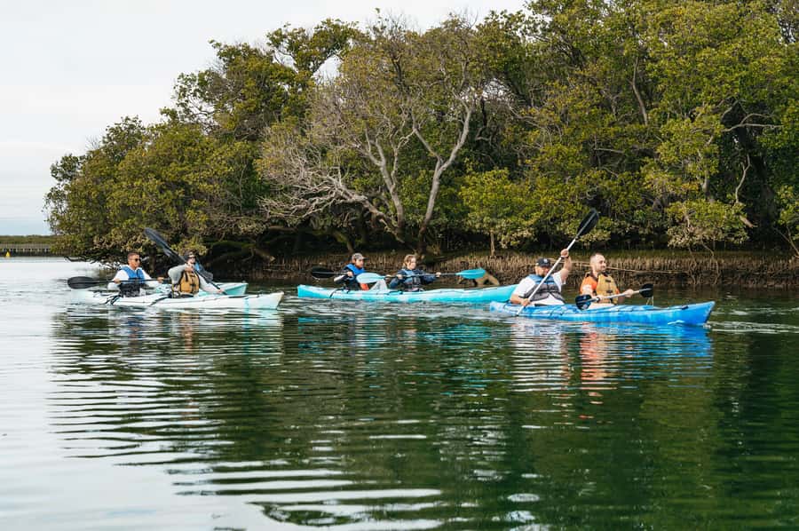 Adelaide: Dolphin Sanctuary Eco Kayaking Tour - Key points about Adelaide’s Dolphin Sanctuary kayak tour
