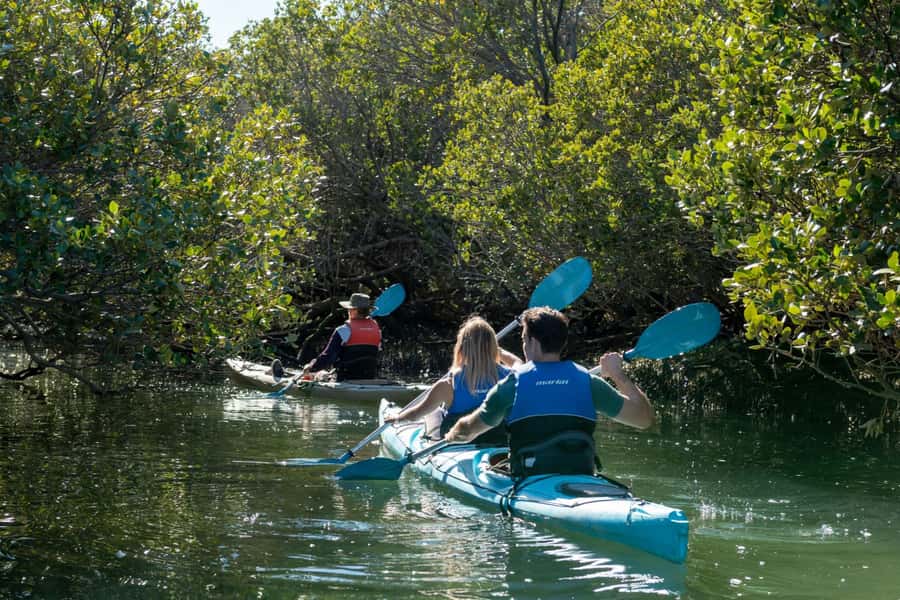 Adelaide: Dolphin Sanctuary Eco Kayaking Tour - Into Adelaide’s 10,000-year-old mangrove creeks