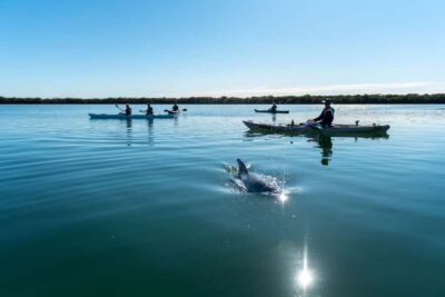 Dolphin Sanctuary Eco Kayaking Tour