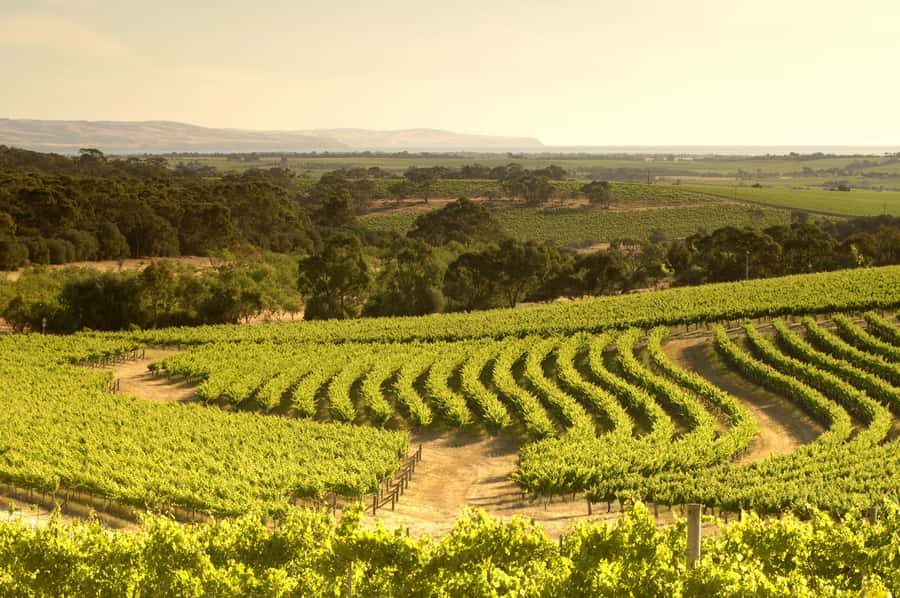 Adelaide: Half-day McLaren Vale & Glenelg Wine Tasting Tour - What the $63 price really buys you