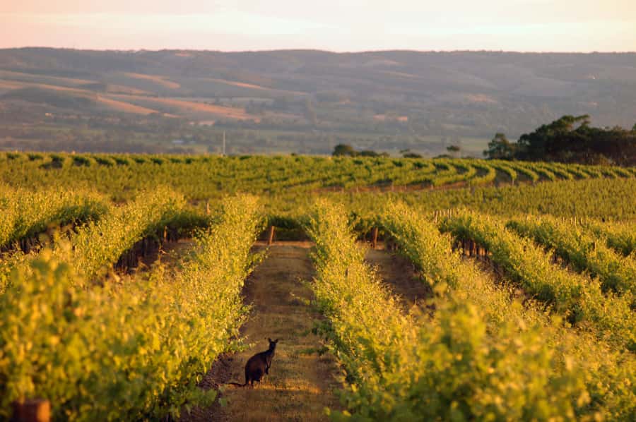 Adelaide: Highlights, Hahndorf & McLaren Vale Wine Tasting - Hahndorf offers the day’s best free time