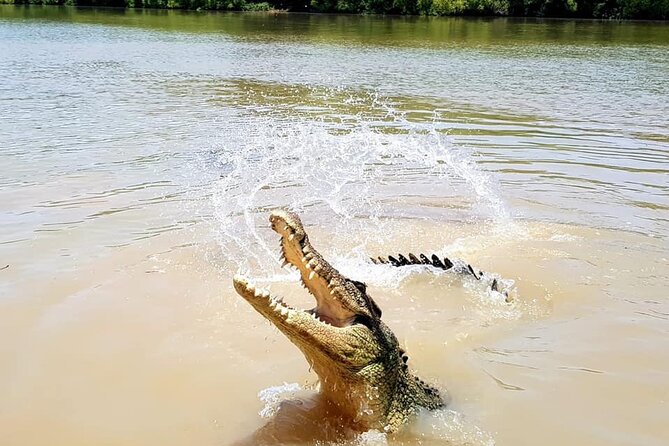 Adelaide River Cruises - Jumping Crocodile Experience - Meeting Brutus, Dominator, and other river crocodiles