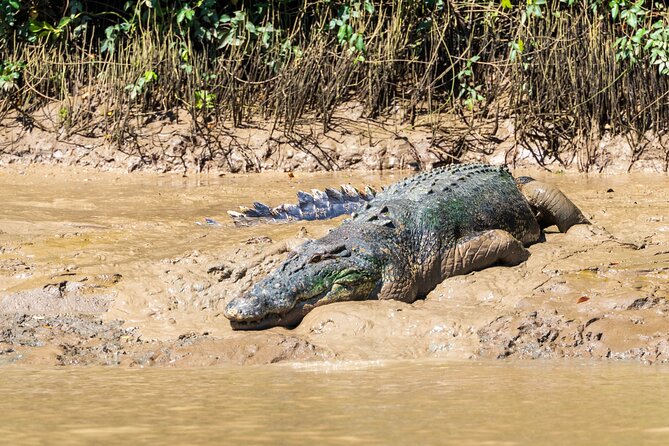 Adelaide River Cruises - Jumping Crocodile Experience - The jumping display and what it teaches you