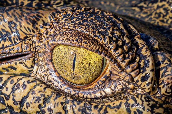 Adelaide River Cruises - Jumping Crocodile Experience - How the timing affects the experience