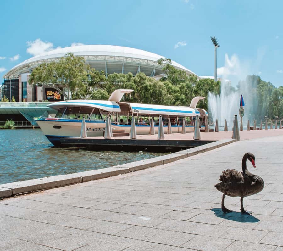 Adelaide: River Torrens Popeye Devonshire Tea Cruise - What the Devonshire tea is really like