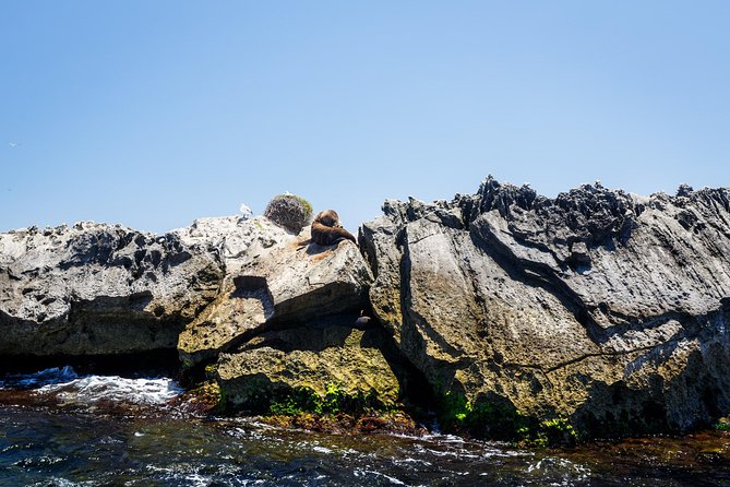 Adventure Rottnest Tour with Ferry & Adventure Cruise - The 90-minute adventure cruise around Rottnest