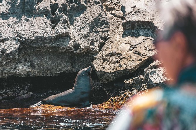 Adventure Rottnest Tour with Ferry & Adventure Cruise - Choosing Perth or Fremantle for departure